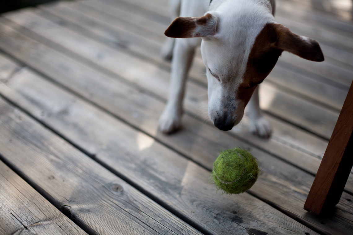 dog and suspended ball
